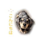チャ太郎と友達スタンプ（個別スタンプ：10）