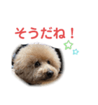 チャ太郎と友達スタンプ（個別スタンプ：13）