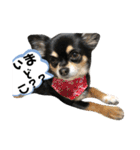 じょにー2020（個別スタンプ：7）
