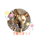 こつぶちゃん☆（個別スタンプ：1）