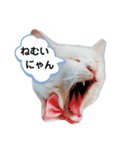 しろねこピーチマン（個別スタンプ：1）