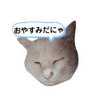 しろねこピーチマン（個別スタンプ：2）