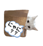 しろねこピーチマン（個別スタンプ：3）