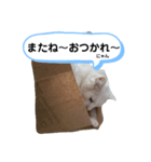 しろねこピーチマン（個別スタンプ：4）