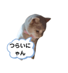 しろねこピーチマン（個別スタンプ：5）