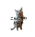 しろねこピーチマン（個別スタンプ：6）