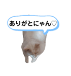 しろねこピーチマン（個別スタンプ：7）