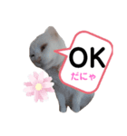しろねこピーチマン（個別スタンプ：8）