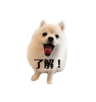 こむぎの一言スタンプ！（個別スタンプ：1）