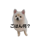 こむぎの一言スタンプ！（個別スタンプ：2）