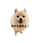こむぎの一言スタンプ！（個別スタンプ：4）