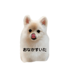 こむぎの一言スタンプ！（個別スタンプ：6）