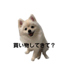 こむぎの一言スタンプ！（個別スタンプ：7）