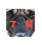 大福の毎日～part2～（個別スタンプ：1）