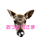 私の日常スタンプ*（個別スタンプ：13）