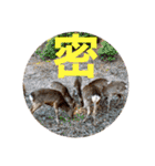 私の日常スタンプ*（個別スタンプ：24）