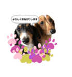 我が家のダックスフンドたち（個別スタンプ：1）
