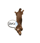 我が家のダックスフンドたち（個別スタンプ：10）