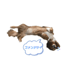 我が家のダックスフンドたち（個別スタンプ：11）