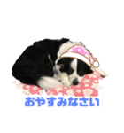 我が家のロッキースタンプpart1（個別スタンプ：2）