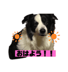 我が家のロッキースタンプpart1（個別スタンプ：3）