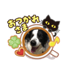 我が家のロッキースタンプpart1（個別スタンプ：4）