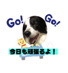 我が家のロッキースタンプpart1（個別スタンプ：5）