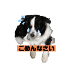 我が家のロッキースタンプpart1（個別スタンプ：6）