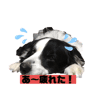 我が家のロッキースタンプpart1（個別スタンプ：7）