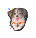 可愛いぱーるの写真スタンプ stay home（個別スタンプ：7）