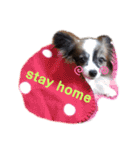 可愛いぱーるの写真スタンプ stay home（個別スタンプ：16）