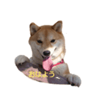 柴犬ここ その①（個別スタンプ：1）