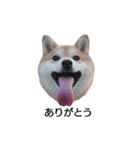 柴犬ここ その①（個別スタンプ：2）