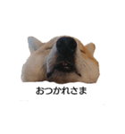 柴犬ここ その①（個別スタンプ：3）