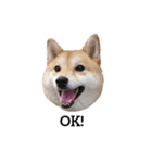 柴犬ここ その①（個別スタンプ：4）