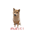 柴犬ここ その①（個別スタンプ：5）