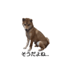 柴犬ここ その①（個別スタンプ：6）
