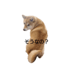 柴犬ここ その①（個別スタンプ：8）