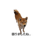 柴犬ここ その①（個別スタンプ：9）