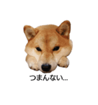 柴犬ここ その①（個別スタンプ：10）