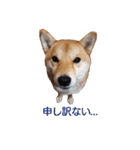 柴犬ここ その①（個別スタンプ：12）