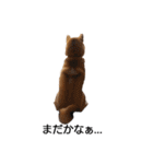柴犬ここ その①（個別スタンプ：13）