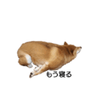 柴犬ここ その①（個別スタンプ：15）