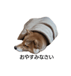 柴犬ここ その①（個別スタンプ：16）