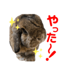 愛うさぎ らぶちゃんスタンプ（個別スタンプ：3）