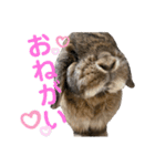 愛うさぎ らぶちゃんスタンプ（個別スタンプ：5）