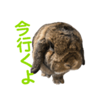 愛うさぎ らぶちゃんスタンプ（個別スタンプ：11）