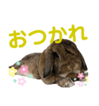 愛うさぎ らぶちゃんスタンプ（個別スタンプ：13）