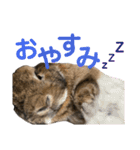 愛うさぎ らぶちゃんスタンプ（個別スタンプ：15）