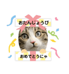 みぃたんすたぁんぷ（個別スタンプ：12）